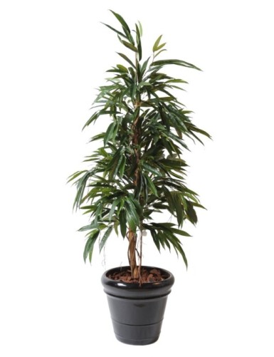 FICUS ALII ARBUSTO REAL