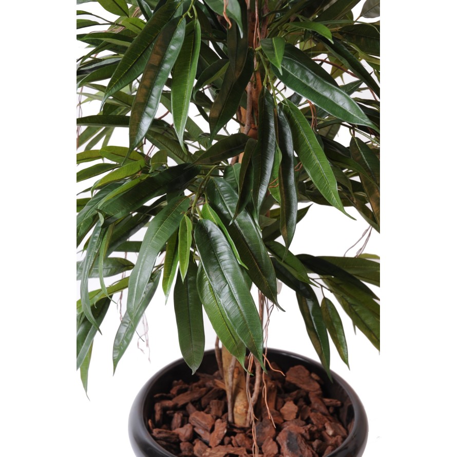 FICUS ALII ARBUSTO REAL