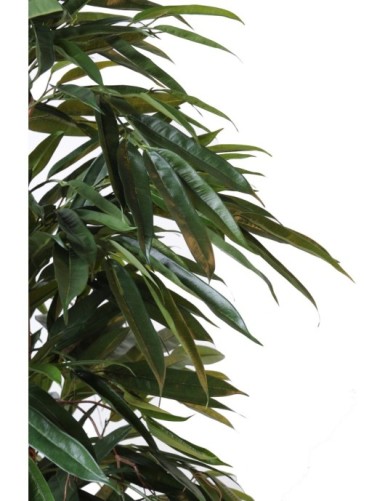 FICUS ALII ARBUSTO REAL