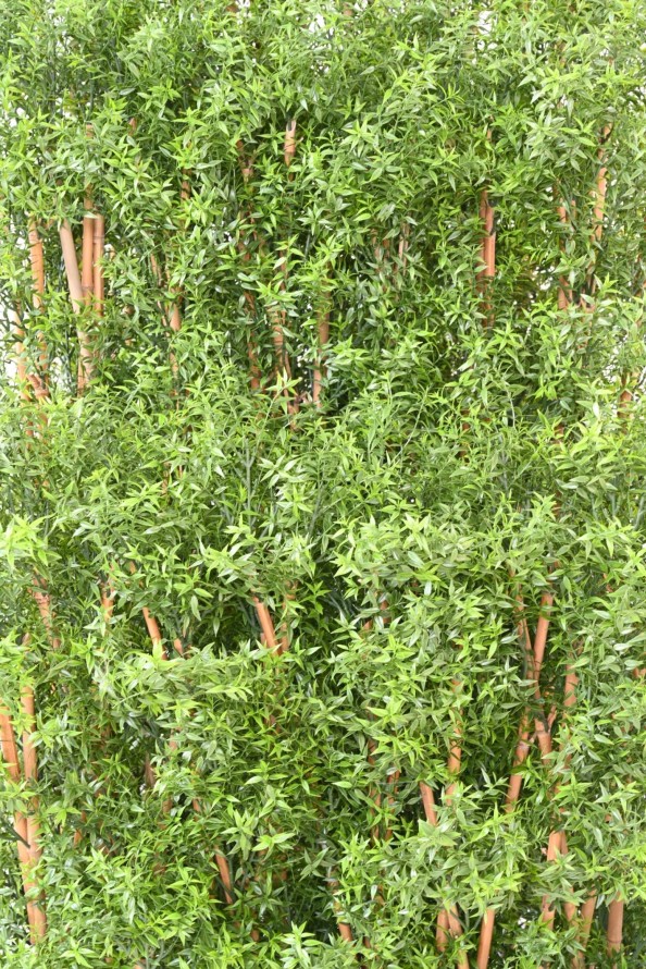 EUKALYPTUS 81 UV HECKE