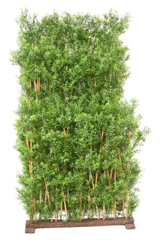 EUKALYPTUS 81 UV HECKE