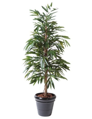 FIKUS ALII BUSCH ROYAL