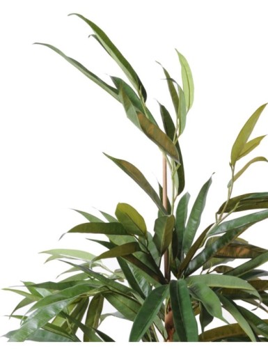 FICUS ALII ARBUSTO REAL