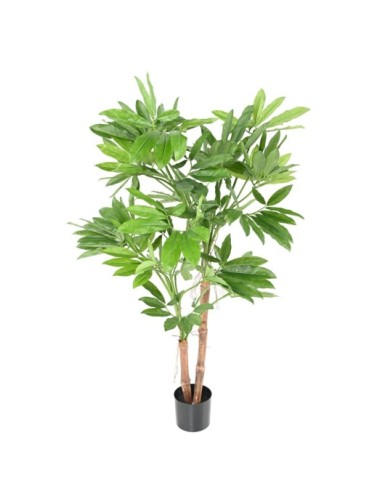 PHILODENDRON GOELDII (Fun Bun)