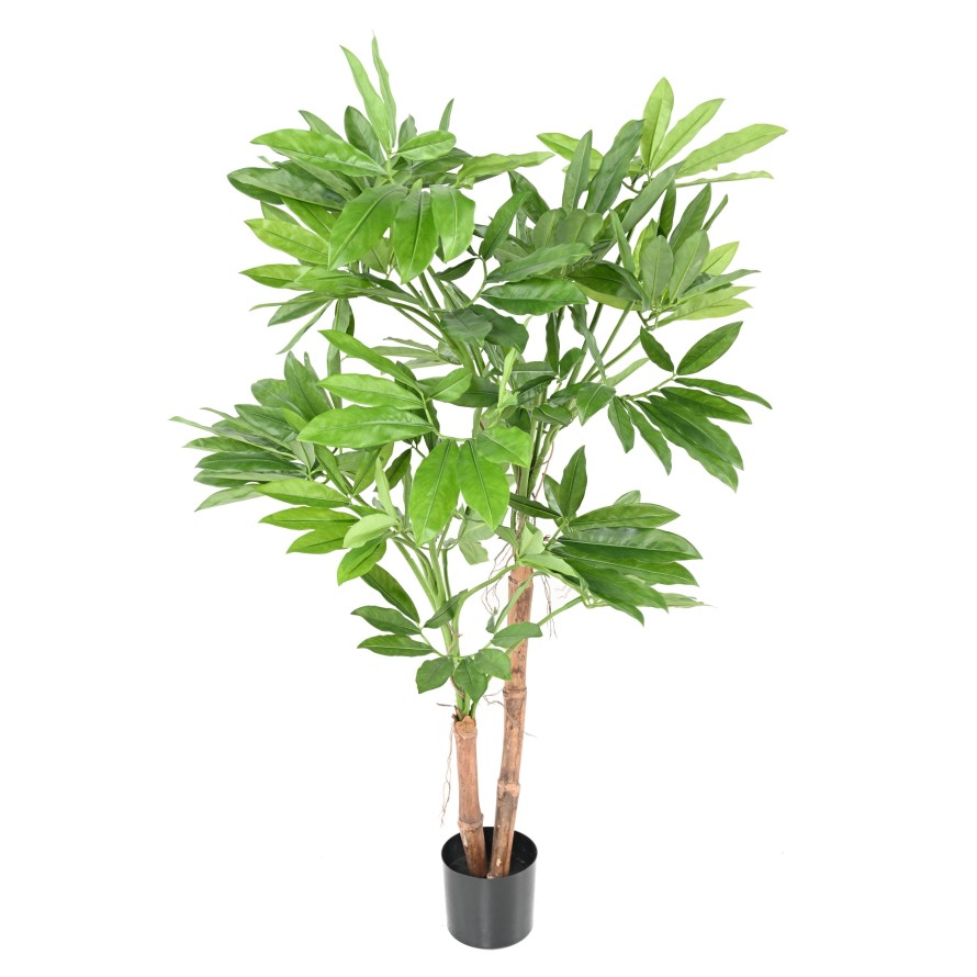 PHILODENDRON GOELDII (Fun Bun)