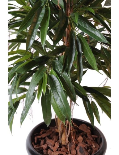 FICUS ALII ARBUSTO REAL