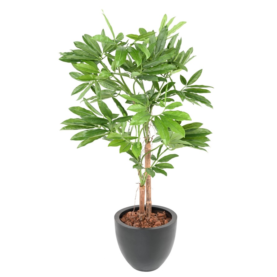 PHILODENDRON GOELDII (Fun Bun)