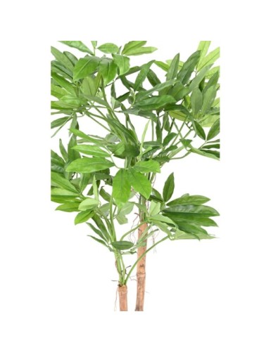 PHILODENDRON GOELDII (Fun Bun)