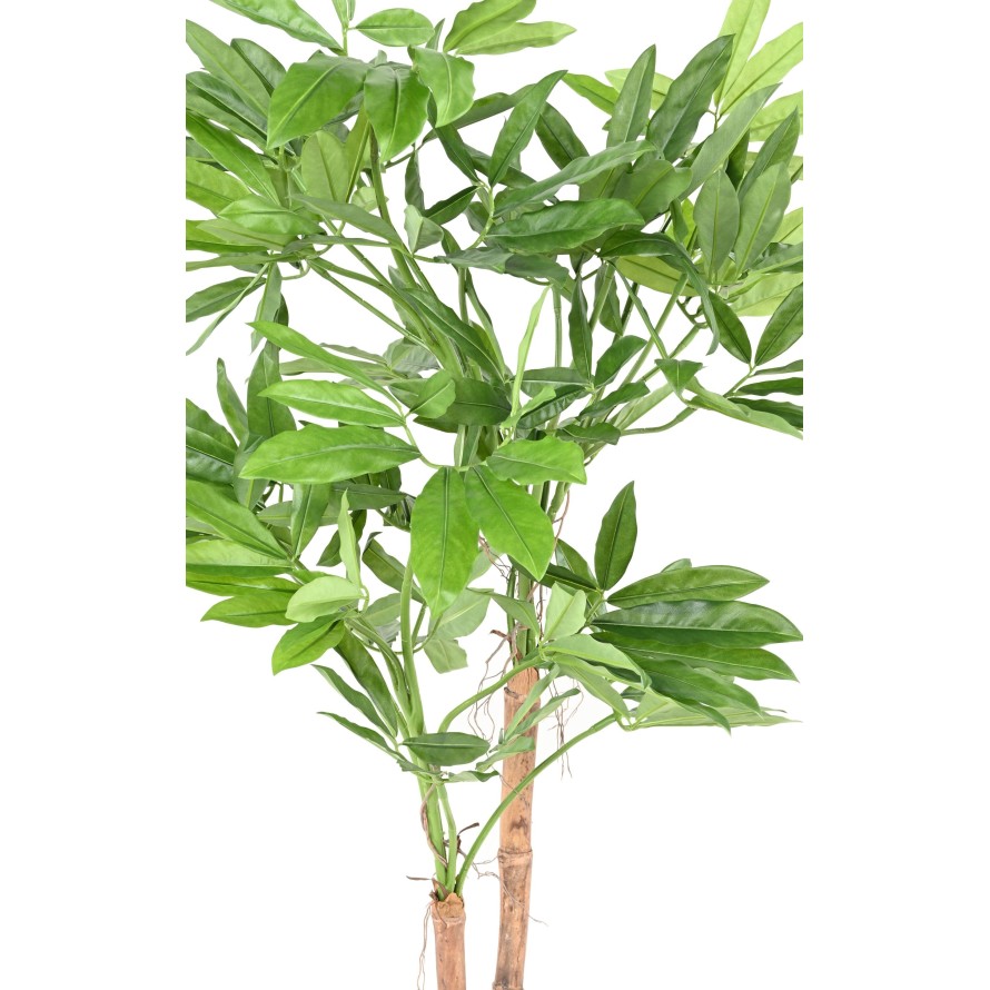 PHILODENDRON GOELDII (Fun Bun)