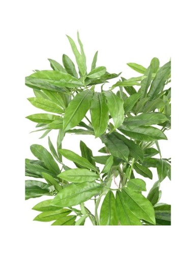 PHILODENDRON GOELDII (Fun Bun)