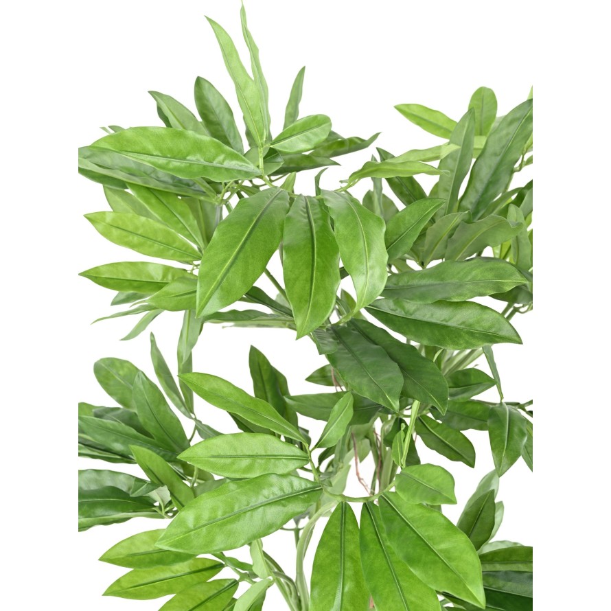 PHILODENDRON GOELDII (Fun Bun)