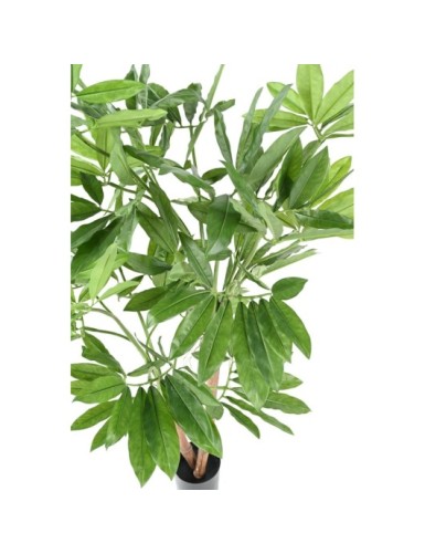 PHILODENDRON GOELDII (Fun Bun)