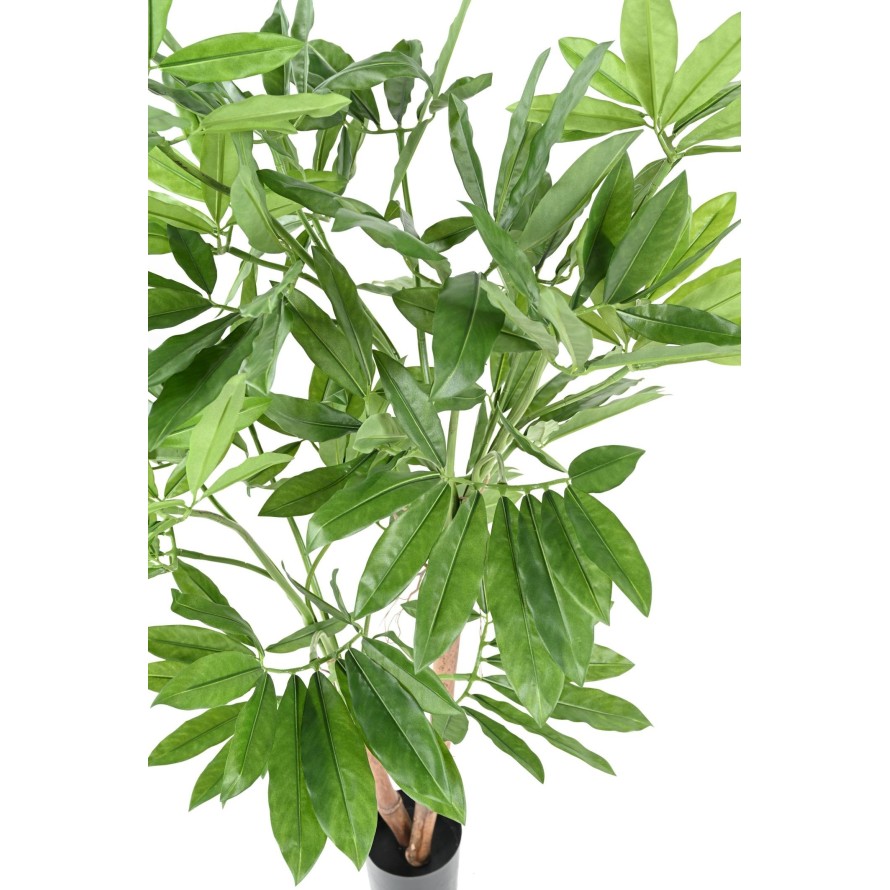 PHILODENDRON GOELDII (Fun Bun)