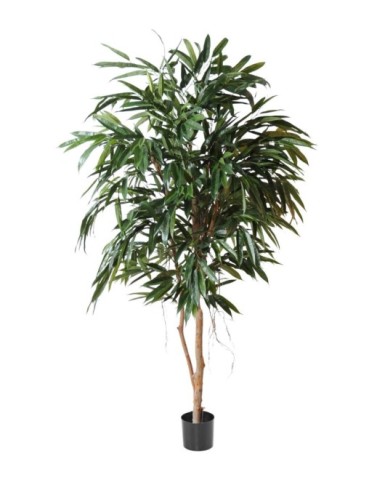 FICUS ALII REAL