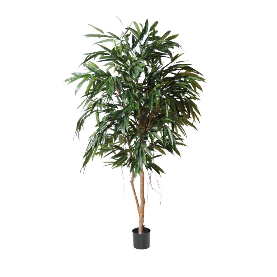FICUS ALII REAL