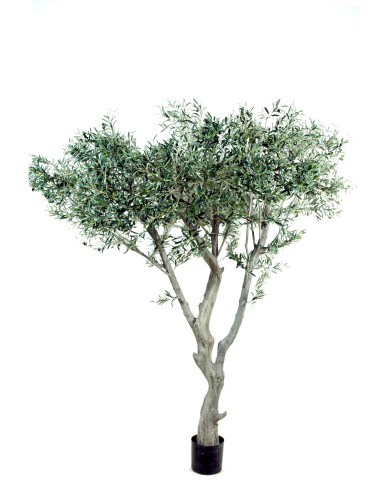 OLIVENBAUM GIANT