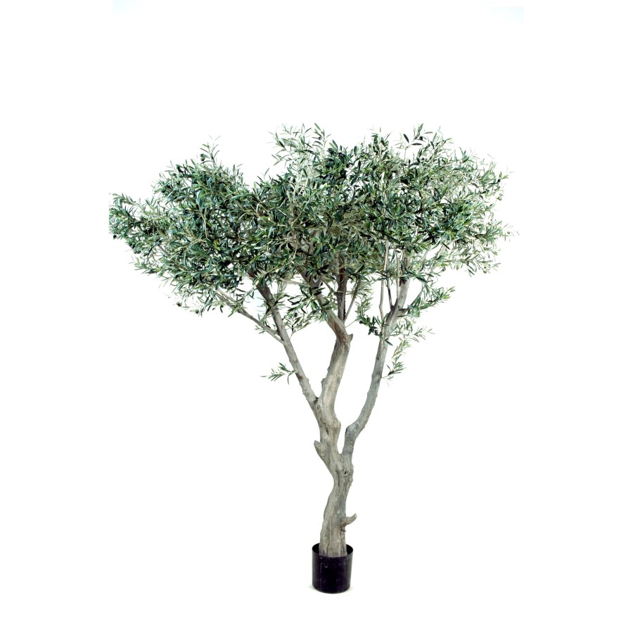 OLIVENBAUM GIANT