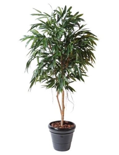 FICUS ALII REAL