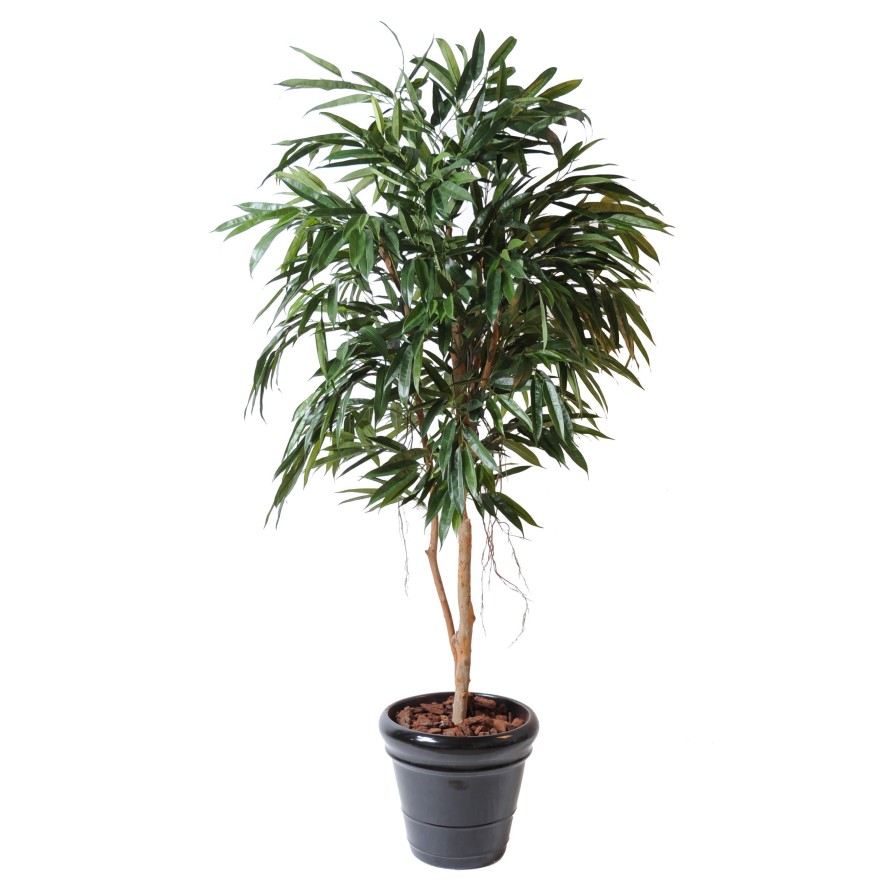 FICUS ALII REAL