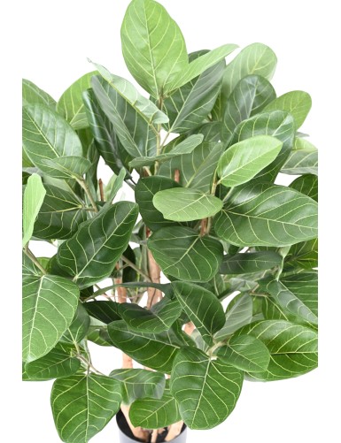 FICUS AUDREY ARBUSTO