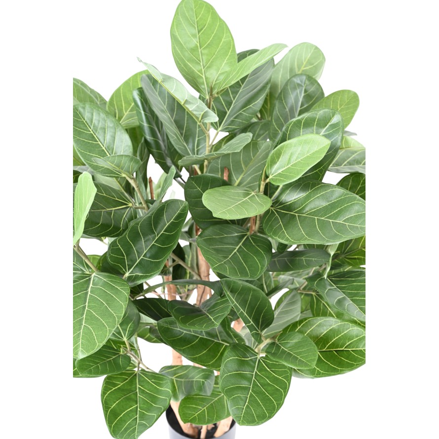 FICUS AUDREY ARBUSTO