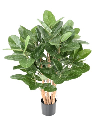 FICUS AUDREY ARBUSTO