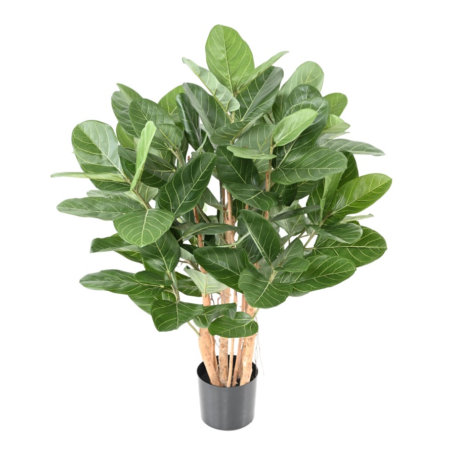 FICUS AUDREY ARBUSTO