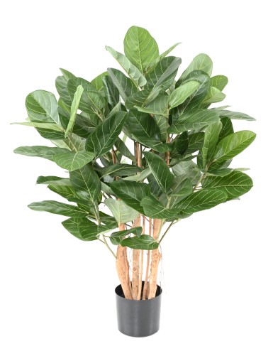 FICUS AUDREY ARBUSTO