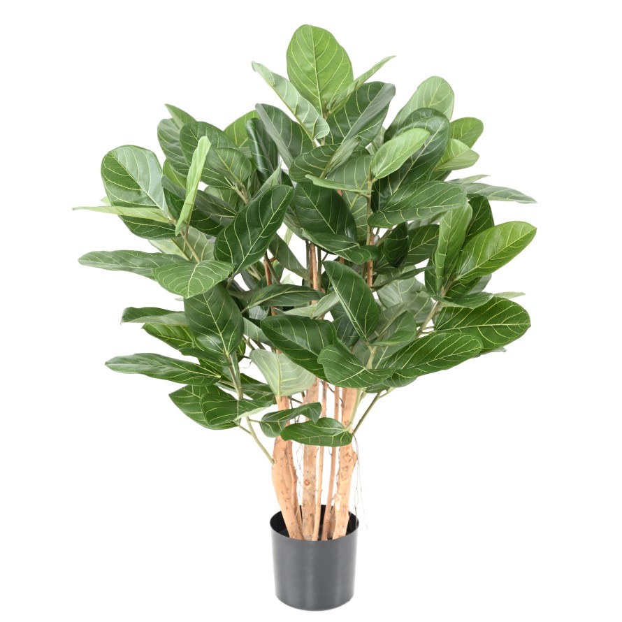 FICUS AUDREY ARBUSTO
