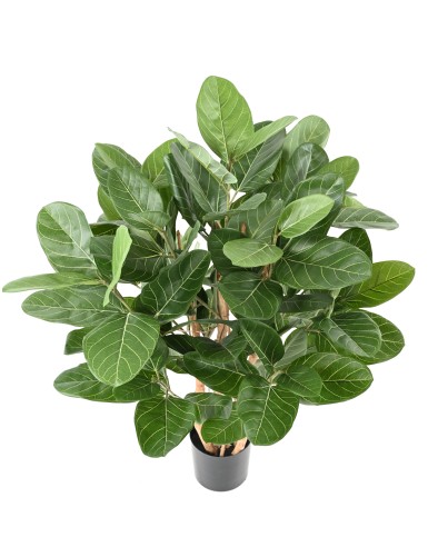 FICUS AUDREY ARBUSTO