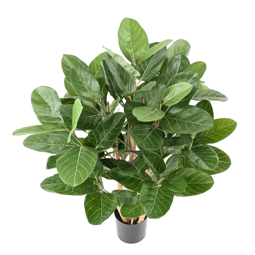 FICUS AUDREY ARBUSTO