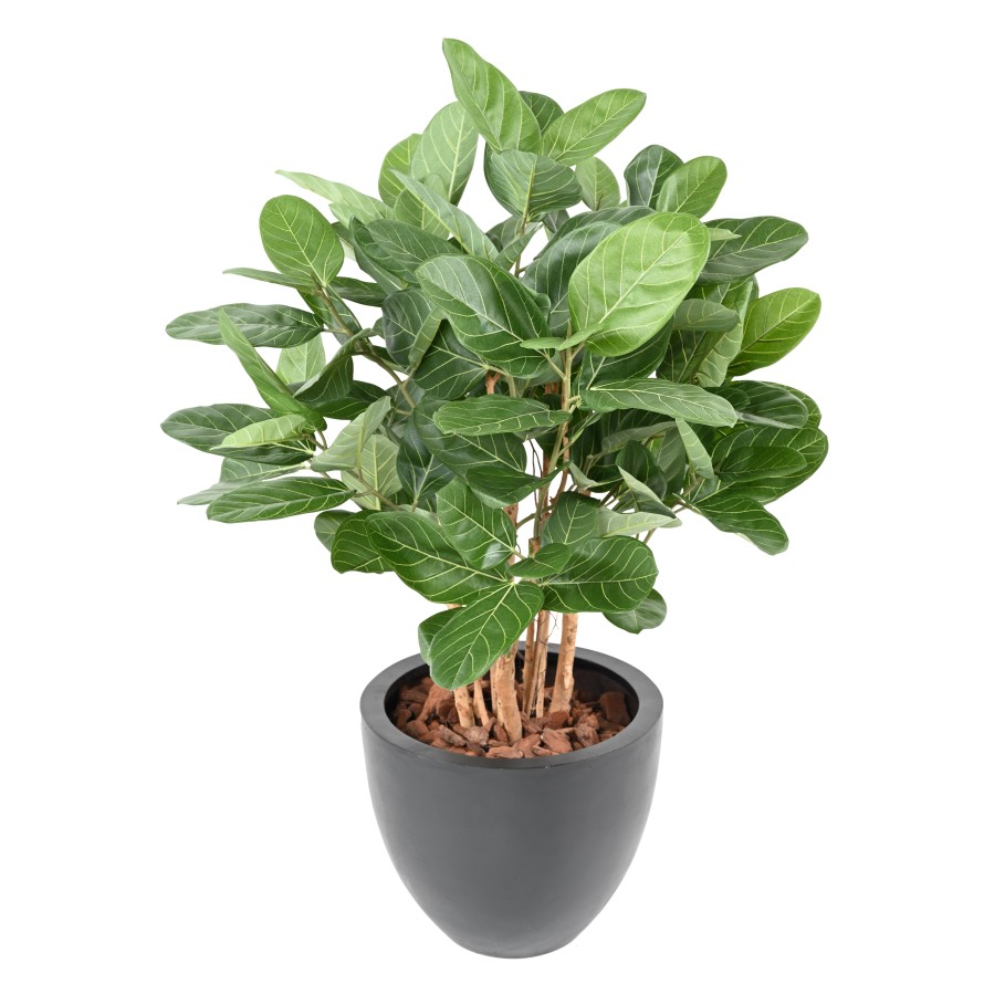 FICUS AUDREY ARBUSTO
