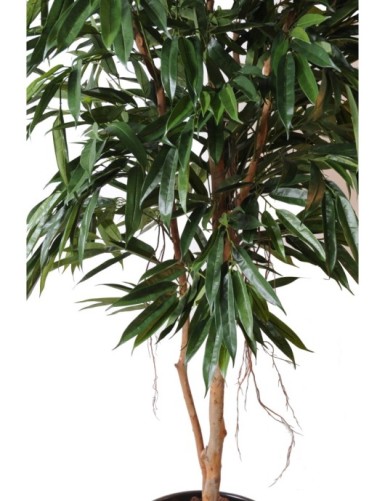 FICUS ALII REAL