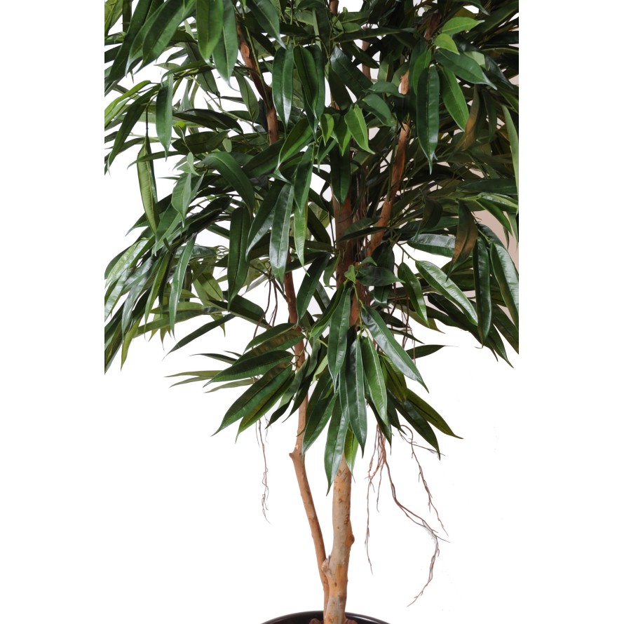 FICUS ALII REAL