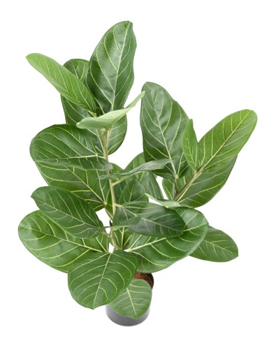 FICUS AUDREY EN MACETA