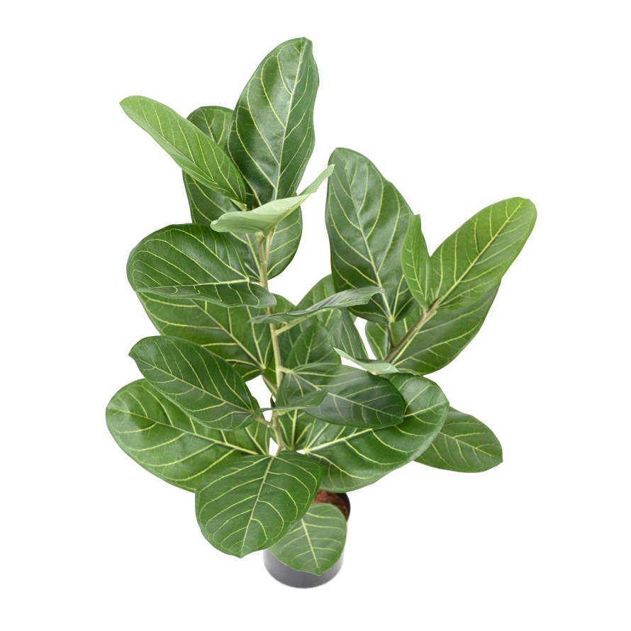 FICUS AUDREY EN MACETA