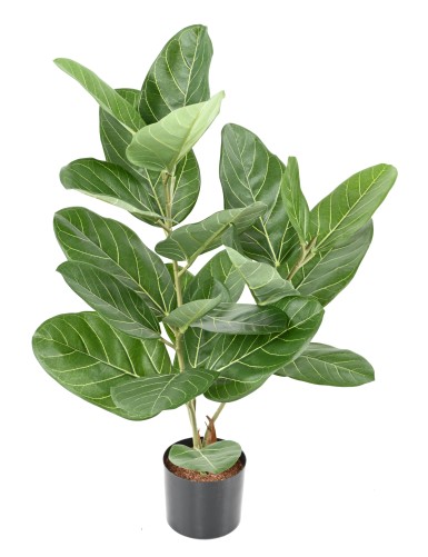 FICUS AUDREY EN MACETA