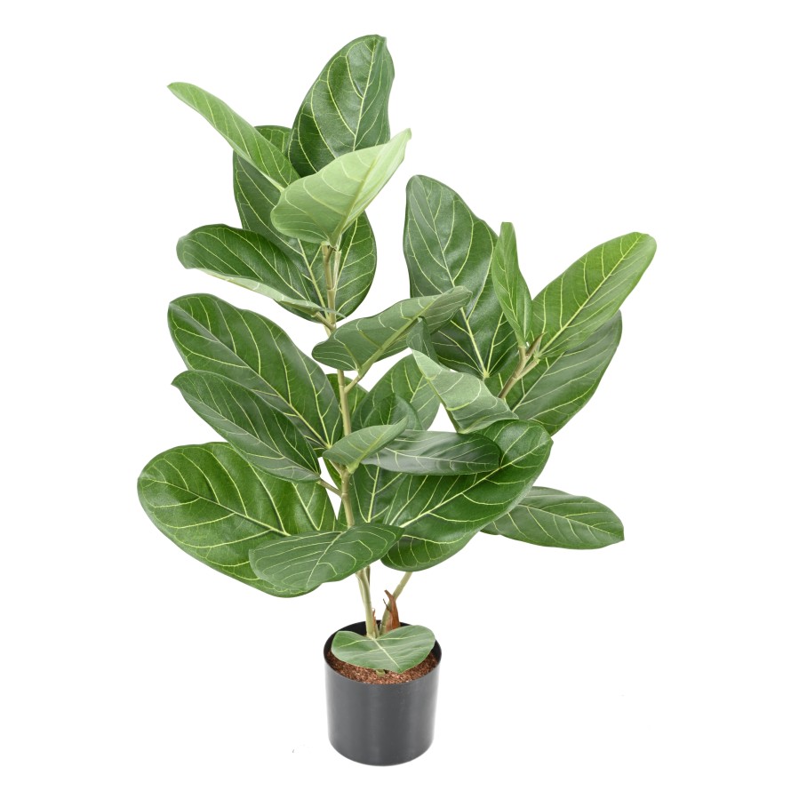 FICUS AUDREY EN MACETA