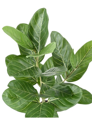 FICUS AUDREY EN MACETA