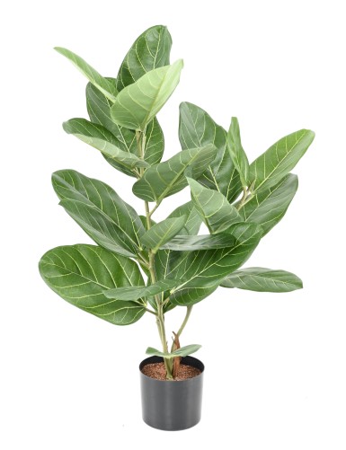 FICUS AUDREY EN MACETA
