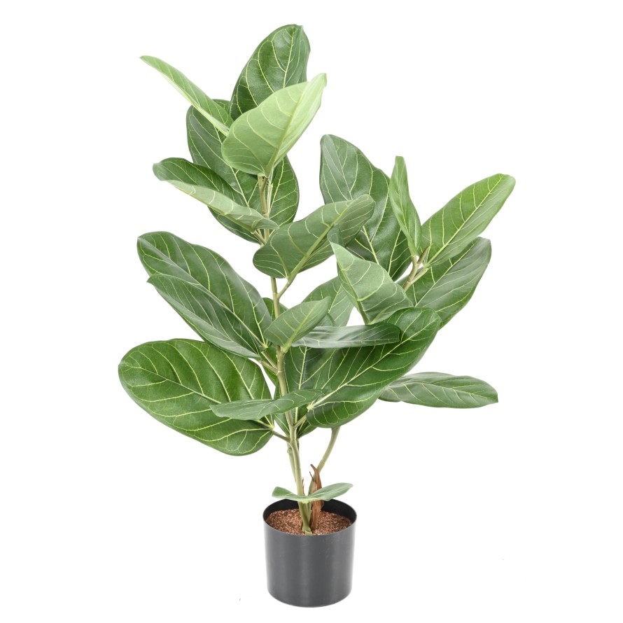 FICUS AUDREY EN MACETA