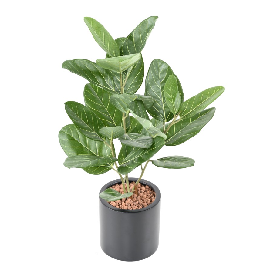 FICUS AUDREY EN MACETA