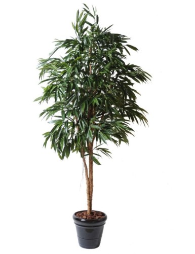 FICUS ALII REAL