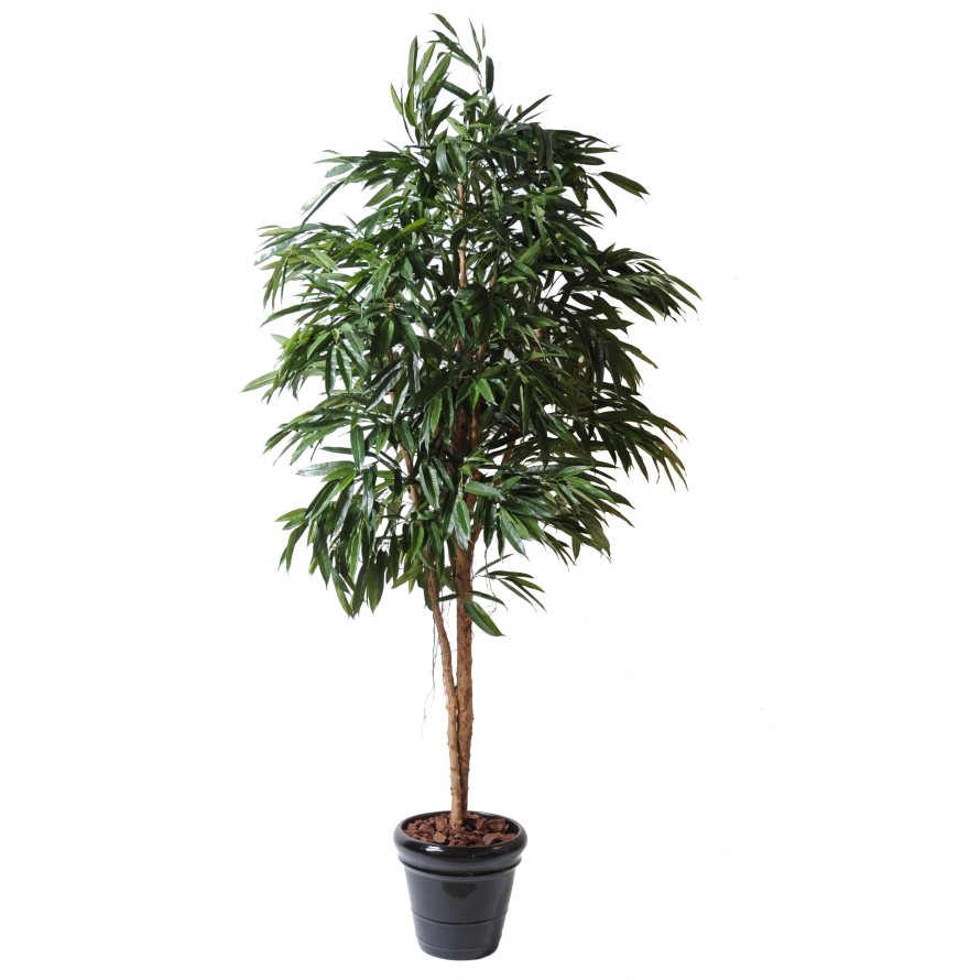 FICUS ALII REAL