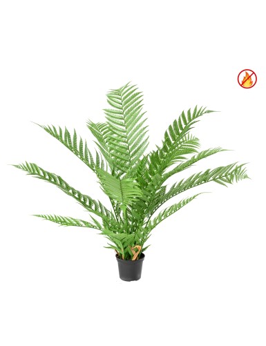 DICKSONIA PLANTA*16...