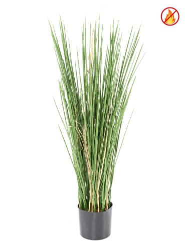 HONEY GRASS 80 FR –...