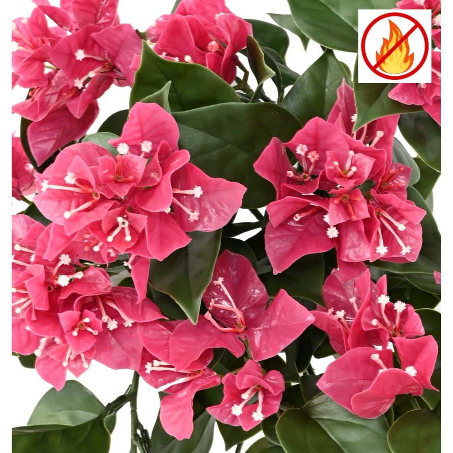BOUGAINVILLEA (Drillingsblume) HÄNGEKUNSTPFLANZE FR – Feuerbeständig