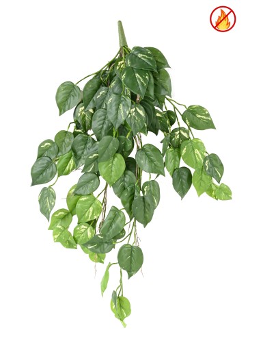 POTHOS (Efeutute)...