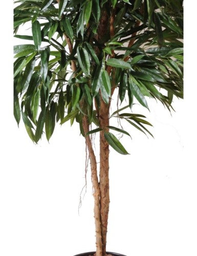 FICUS ALII REAL