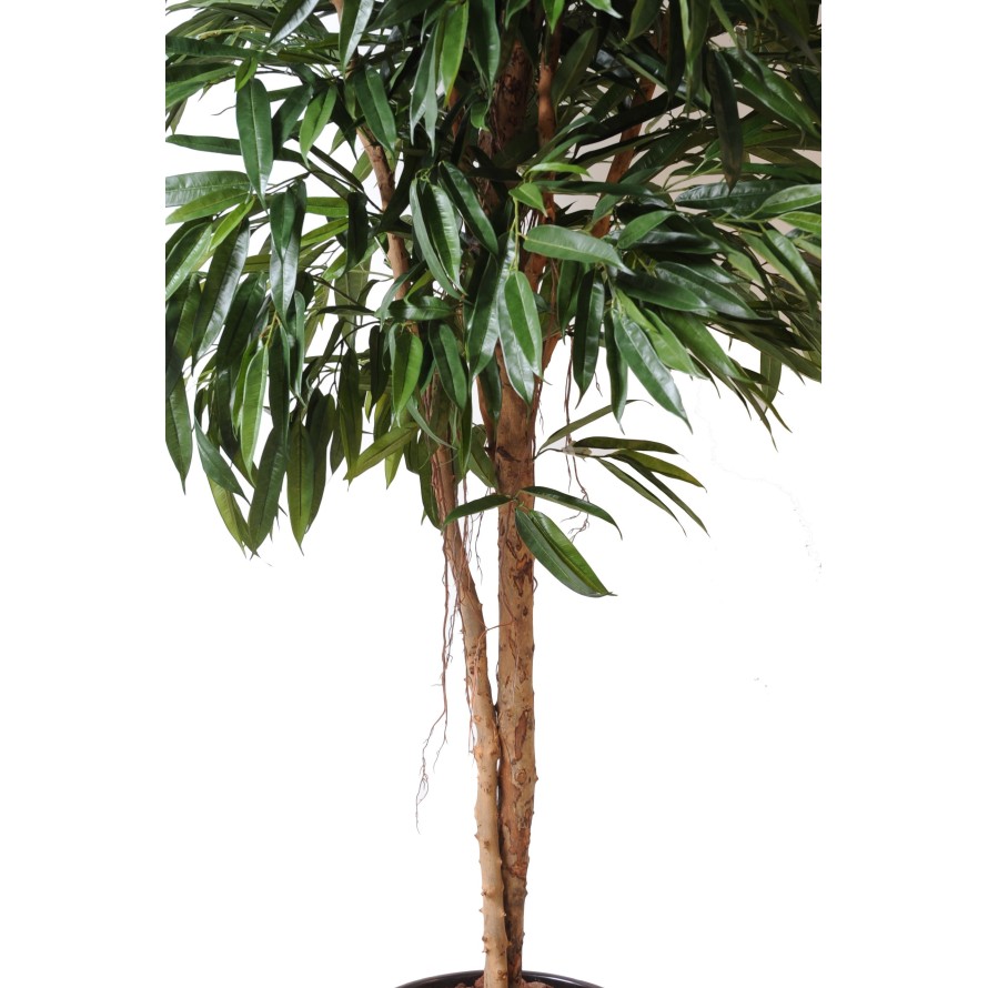 FICUS ALII REAL